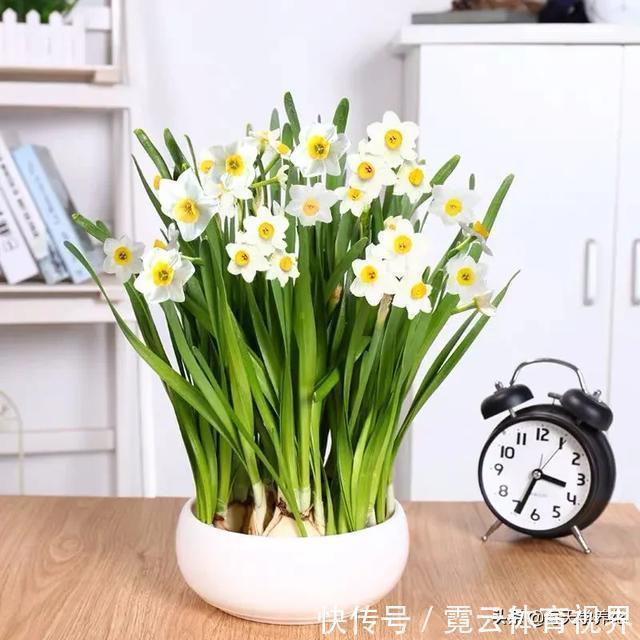 这六种花都是“毒花”,家里有老人、小孩、孕妇的,千万要慎养!