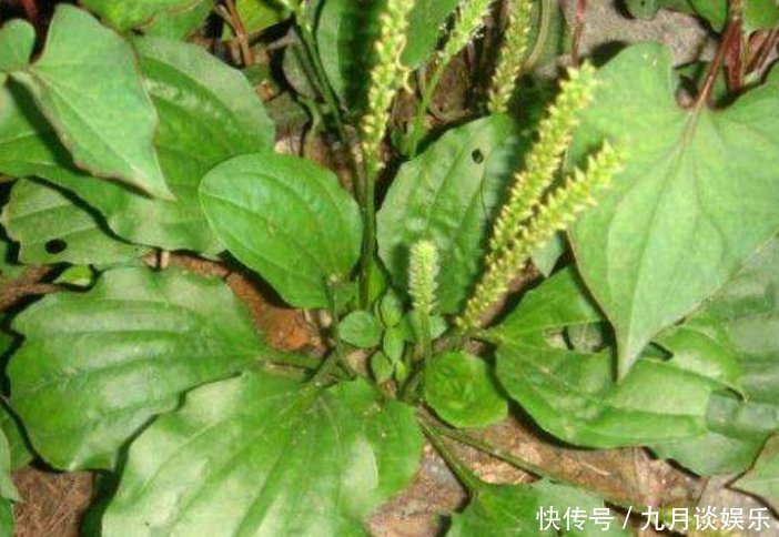 野菜|埋没在农村的4种野菜，比蒲公英好100倍，现在知道还不晚