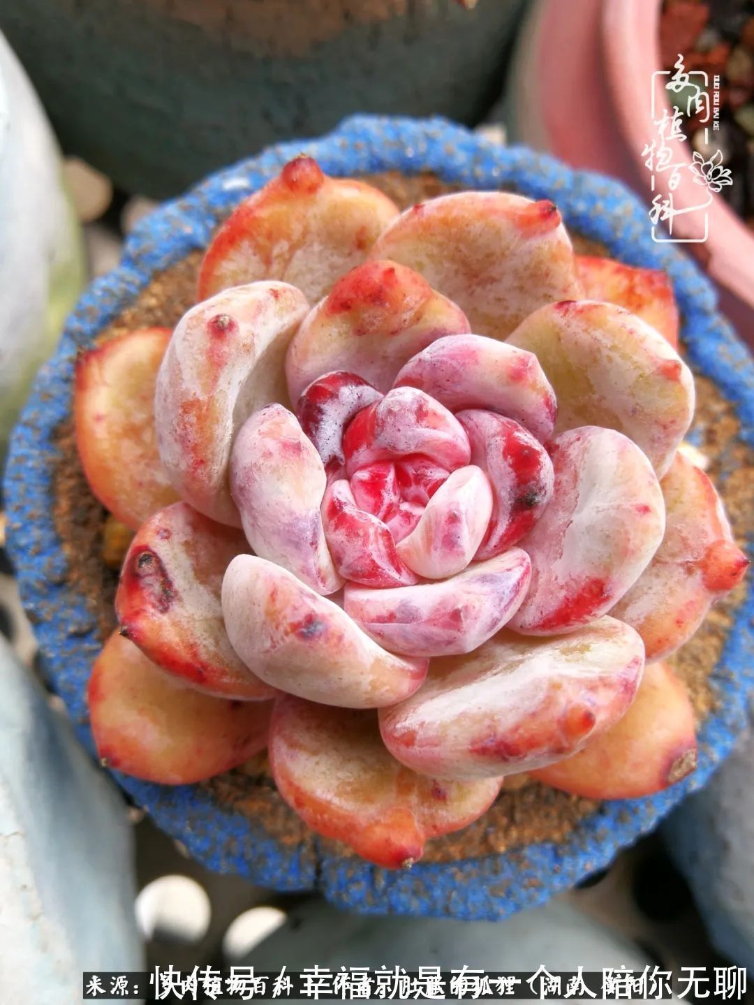 爱这一片缤纷的色彩，因为我们都是好色之徒！