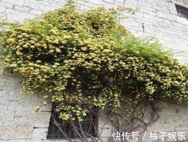 院子再小，也要养棵它，2年长一片，开花特别美，左邻右舍都说香