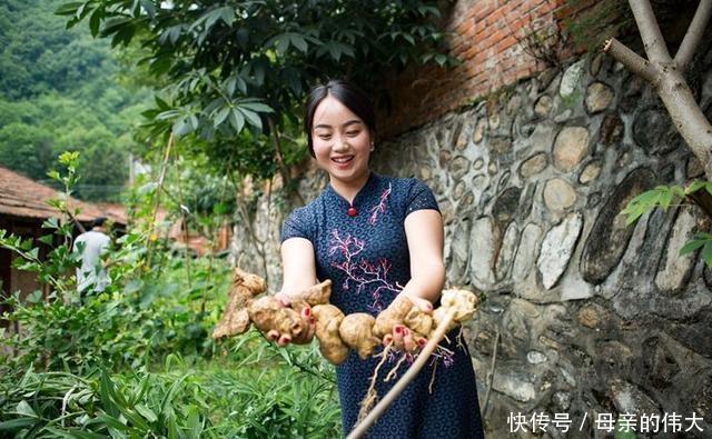 野生物|像洋姜的野生物，若在野外见到，可别锄掉，昨天才知好珍贵