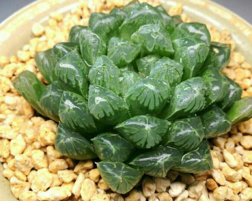 多肉圆头玉露怎么养更水润教你3个小妙招，养出饱满的圆头玉露