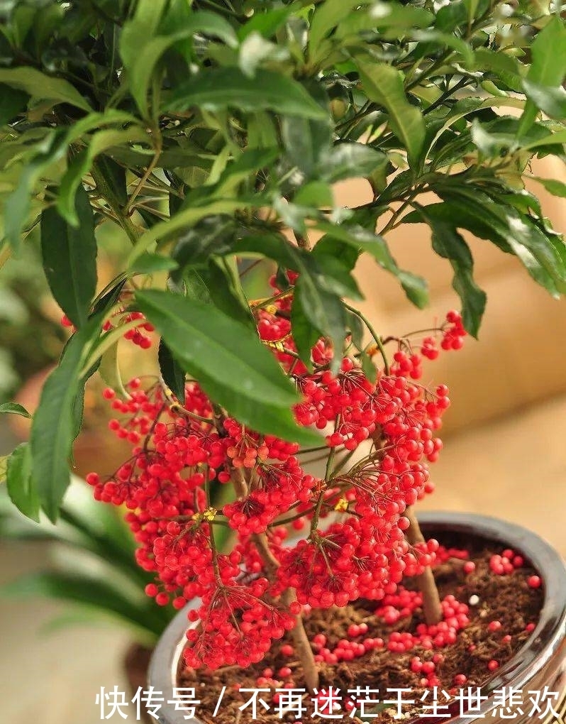 客厅花草别乱养,过年摆上这6种,添喜又添吉