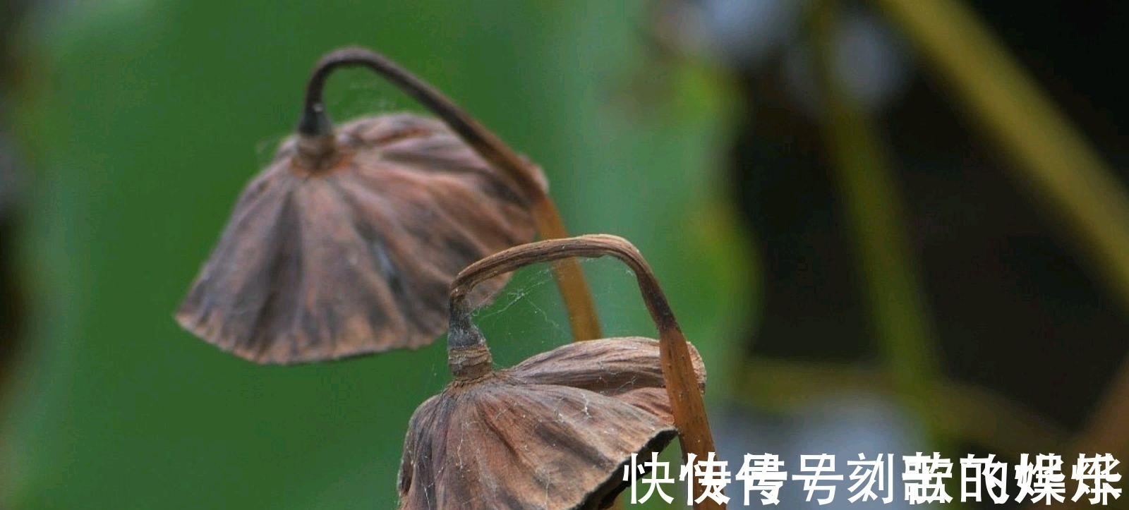 秋声!深秋的枯荷有多美,王瀚的《题败荷》,孤怀落拓的情绪尽在笔端