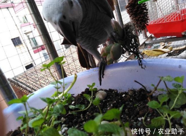 花药|家里有小孩的,养花注意了,有些花药不要用了,介绍几个无毒的药