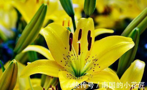 立秋|秋天排毒就靠它了,帮你润肠通便,气色也会越来越好