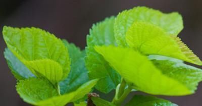 肝脏|肝脏不好的人，6种食物要多吃，帮你排肝毒，养肝更护肝