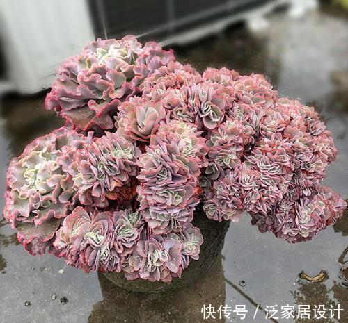 这些多肉真霸气，长势旺小盆装不下，易度夏越养越值钱