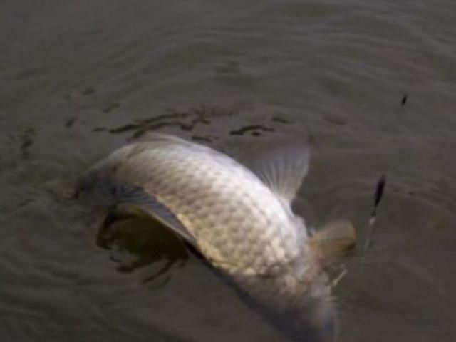 钓法|白花花米饭是个好东西,谈夏季米饭粒的妙用