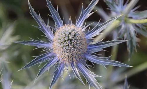 植物|极其少见的几种多年生开花植物,都是比较罕见的花卉