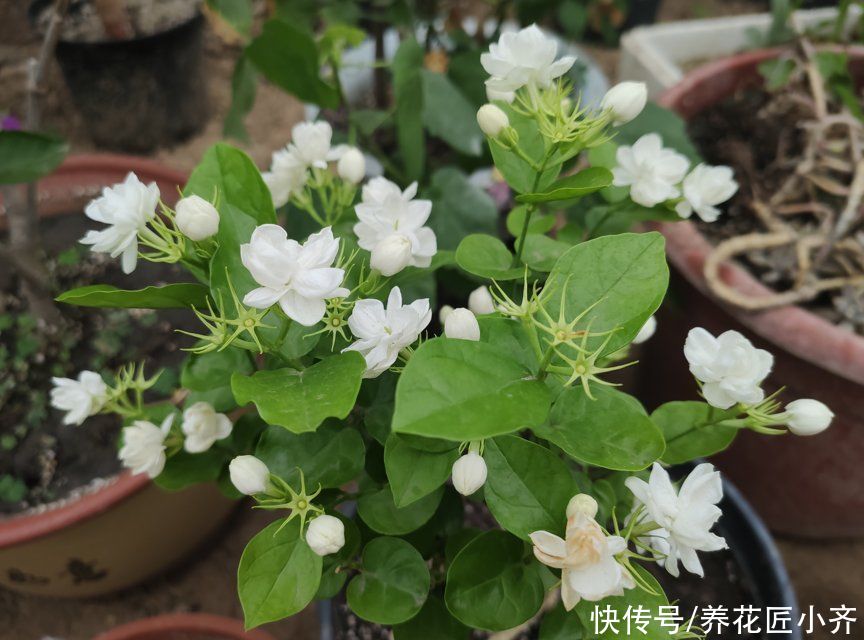 步骤|茉莉花的2种扦插方法，按步骤操作，秋季生根非常快