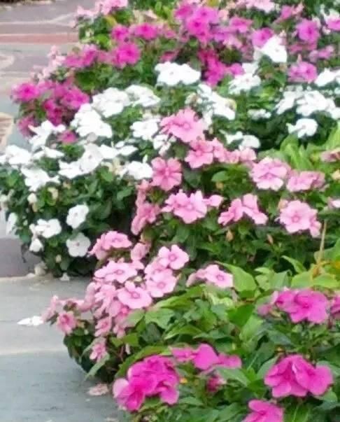 10种出彩的庭院地被花儿，最适合的才是最好的