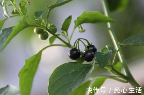 茄科|一种茄子，全株都有毒，却成南方民间美味野菜，做腌菜是一绝