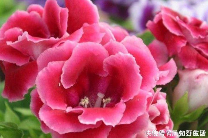 家里就养4种花，沾土就活，开花又大又艳，比牡丹美