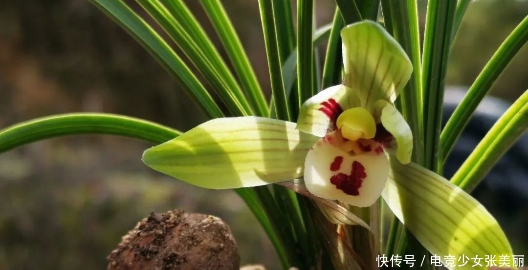 兰花花蕾掉了是什么原因？这三种情况最多见，蕙兰更要注意