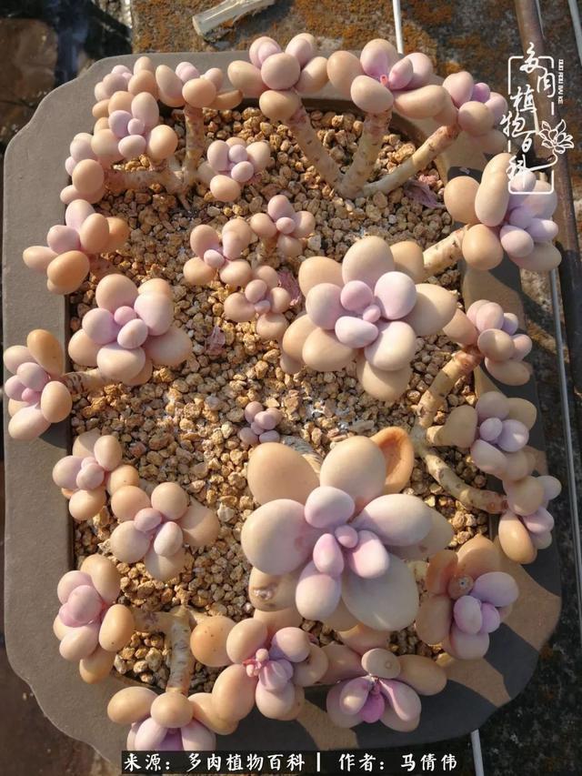 养多肉如同种下希望，因为美丽总在下一个季节！