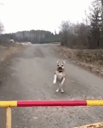 |搞笑GIF： 提起裤子赶紧跑吧 这种情况就别解释了