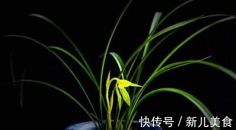 兰花总是烂根不开花,其实跟花盆有很大的关系,新手涨姿势了