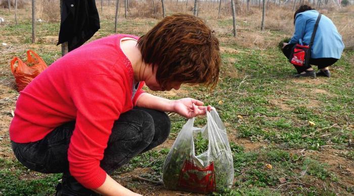 灰灰菜|5种“高钙”菜,农村常见,营养高口感好,却被当成了杂草,可惜