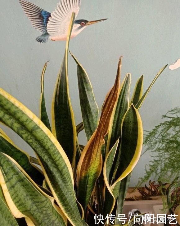 室内|虎皮兰冬季容易烂,少浇水,旱着养,叶子更绿,根系不腐烂