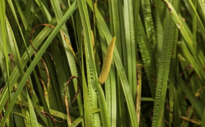 排石|肾结石疼痛难忍!农村水里的一种野草,煮水喝一周排石利尿