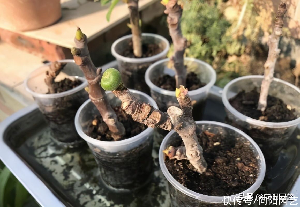 公园剪点无花果枝条，自己扦插，种到花盆里，夏天就能结果子