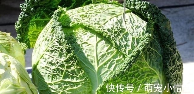 地中海|它叫“不死菜”,富含叶酸,维生素是番茄的3倍,开春吃它正合适