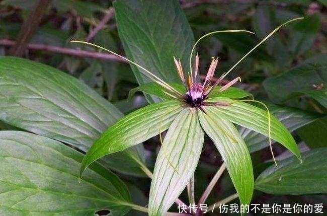 在农村这种野草随处可见,关键时刻能救命