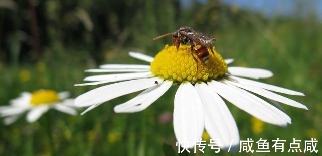 红鸾|11月底，苦尽甘来、桃花满园，星座红鸾星动，爱情来袭