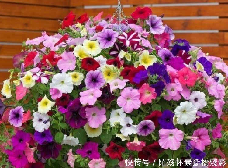 风雨兰风雨兰|4种花养家里，福旺运旺财更旺，寓意超好的，颜值超高的