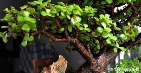 还养花现在很多人都养这“1种绿植”,枝干一变粗,就值钱了!