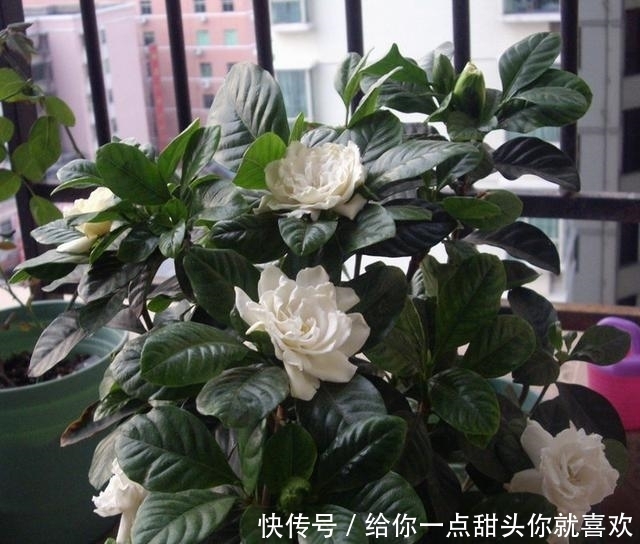 薰衣草|4种“香水花”，选一种养家里，晒晒太阳，满屋香水味，又香又美