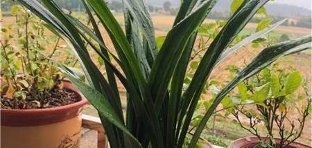 枝叶|兰花很难养掌握“5点”小技巧,枝叶长不停,开花一茬又一茬