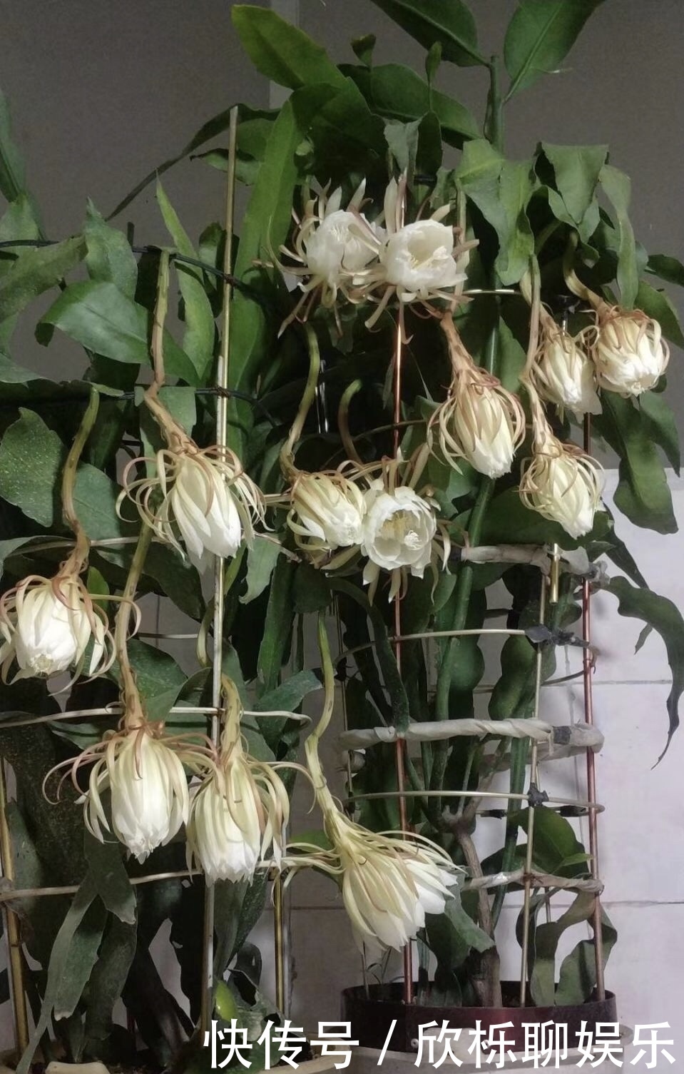 有机肥料|养了3年的昙花,终于开了50朵花,真是有“仙气”