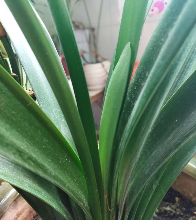 君子兰|夏季养君子兰,要做好这3点,否则叶片容易出问题