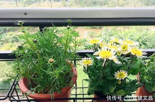 养花5年,总结出几个超实用养花技巧,5分钟学会,啥花都能活!