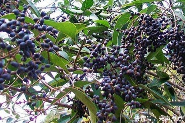 “女贞子”野果也有大功效,野果能“明目乌发”?自然的伟大