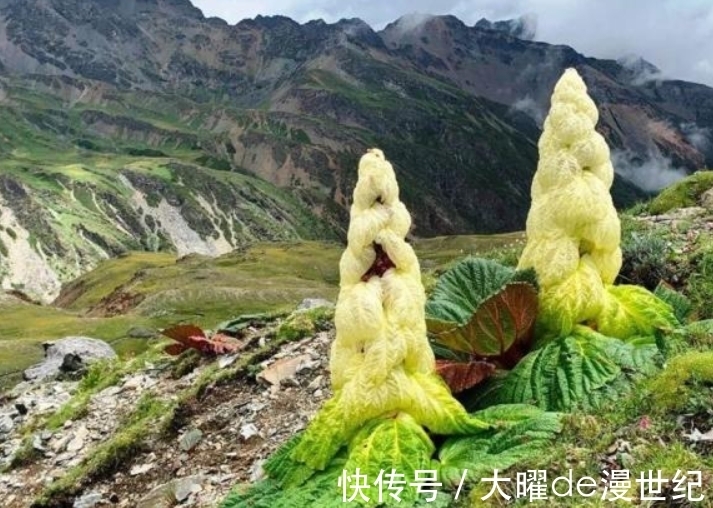 喜马拉雅山最“神秘”的植物,寿命仅有七年,一生只开一次花