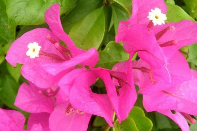 在家养花总是养不活,试试这些花草,易成活生根快,开花爆满