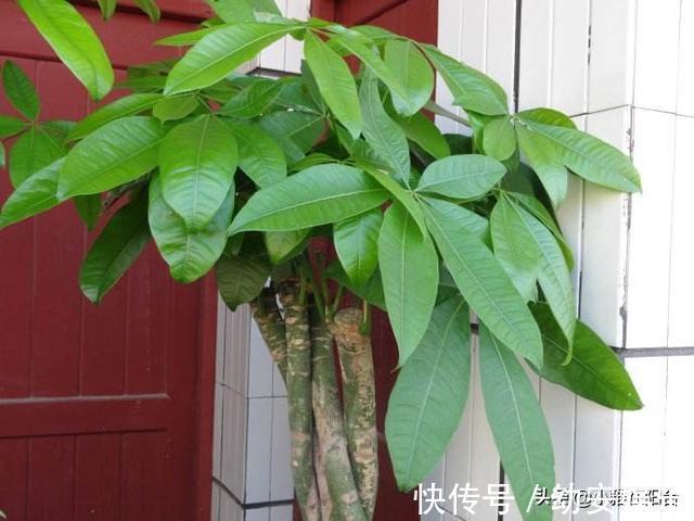 养好发财树，有1个诀窍，叶绿有光泽，枝繁叶茂，年年旺财运！