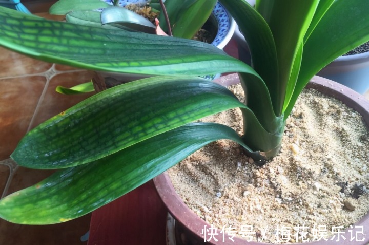 妙用|为什么说河沙养花厉害？因为有3大妙用！