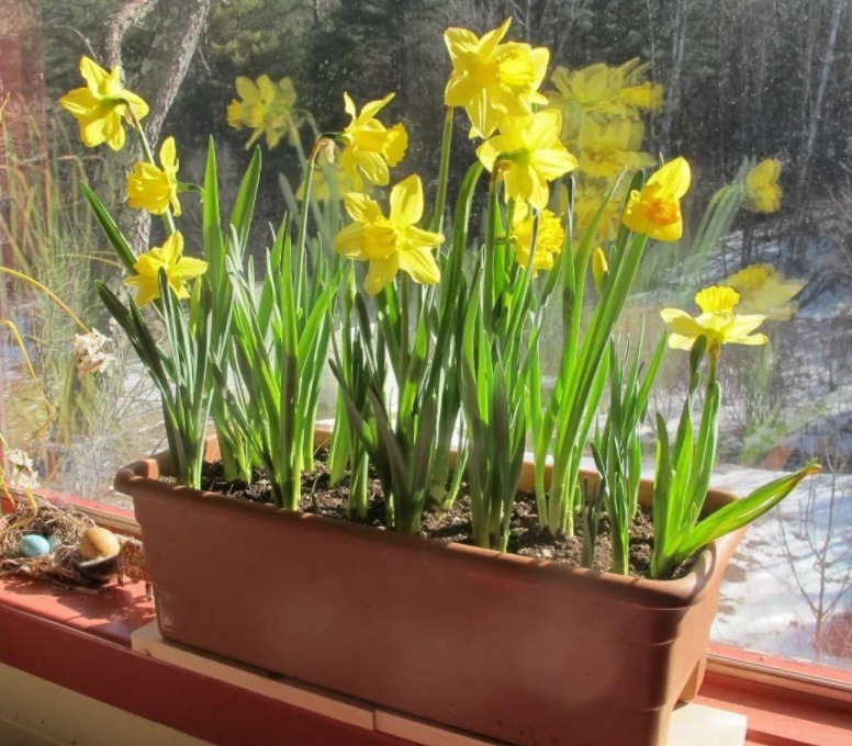 土质|养花，戒掉这些坏习惯，养啥花都简单，爆盆不成问题