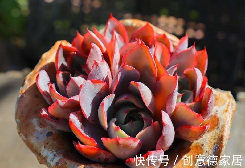 肉墩|秋天养盆多肉赫拉，出状态美极了，养成群生肉墩子，适合新手