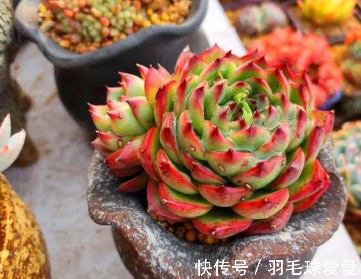 4种经典的莲座状多肉，名字好听颜值迷人，一次养20盆都不嫌多