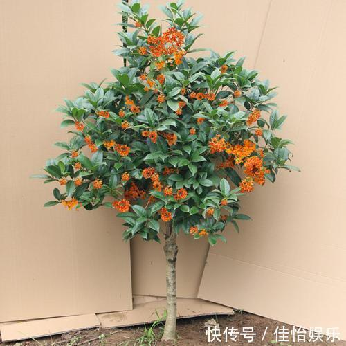 3种“香香树”,剪个枝丫,插土里,15天生根,开花满屋香