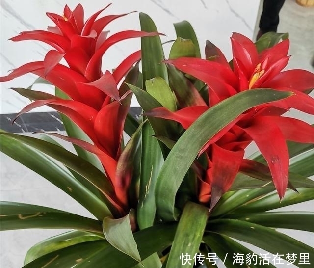 金钱树|春节什么花值得买,6种寓意吉祥、财运亨通的花卉,新年养上一盆