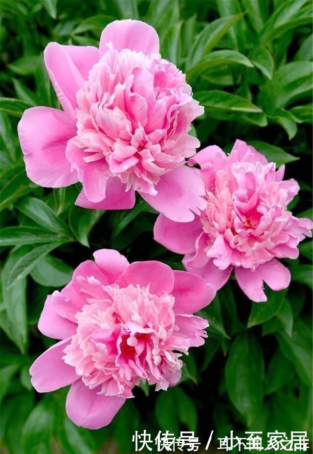 开花|这6种花,记住晚上冻,白天晒,开花特别快!