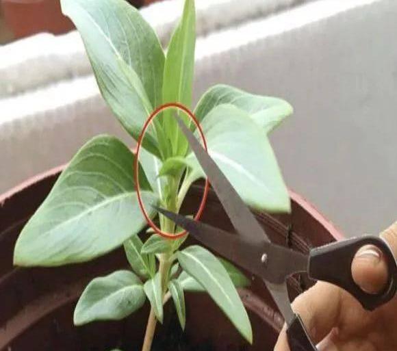 这花就叫“天天开”，咔咔一通剪，长成“小花树”，多了几十盆