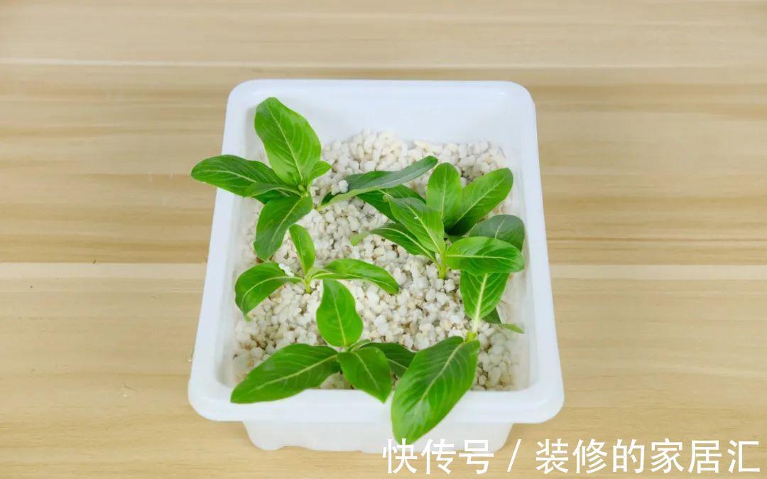 枝条|6种花别养老桩,越老越不开花,赶紧扦插备份