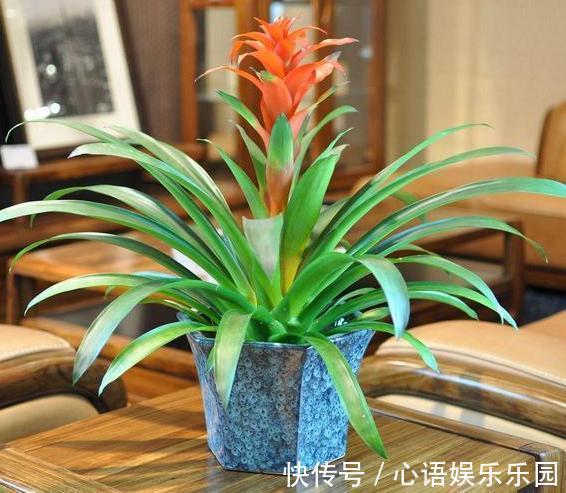 补充水分|这些镇宅盆景摆放在客厅,可让人身心愉悦,最受富人青睐